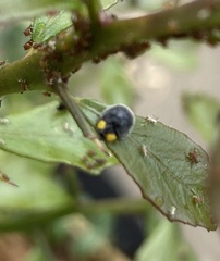 Apolinus lividigaster