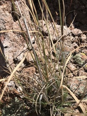 Muhlenbergia alopecuroides