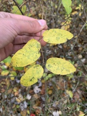 Lonicera canadensis