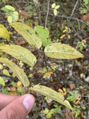 Lonicera canadensis