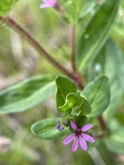 Cuphea carthagenensis