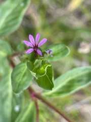Cuphea carthagenensis