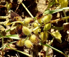 Xanthium orientale