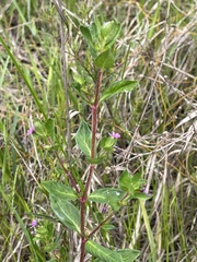 Cuphea carthagenensis