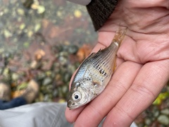 Cymatogaster aggregata