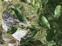 Salix appendiculata