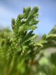 Selaginella