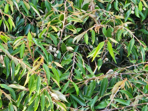 Styrax suberifolius (Styrax suberifolius)