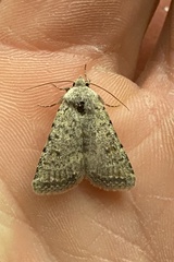 Caradrina montana