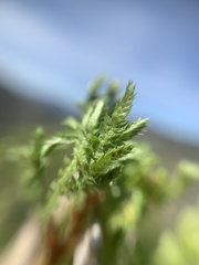 Selaginella