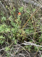 Castilleja affinis
