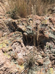 Muhlenbergia alopecuroides