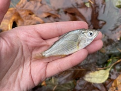 Cymatogaster aggregata