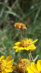 Bombyliinae