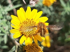 Bombyliinae