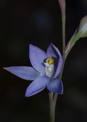Thelymitra nuda