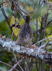 Cistothorus stellaris