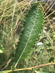 Salix appendiculata