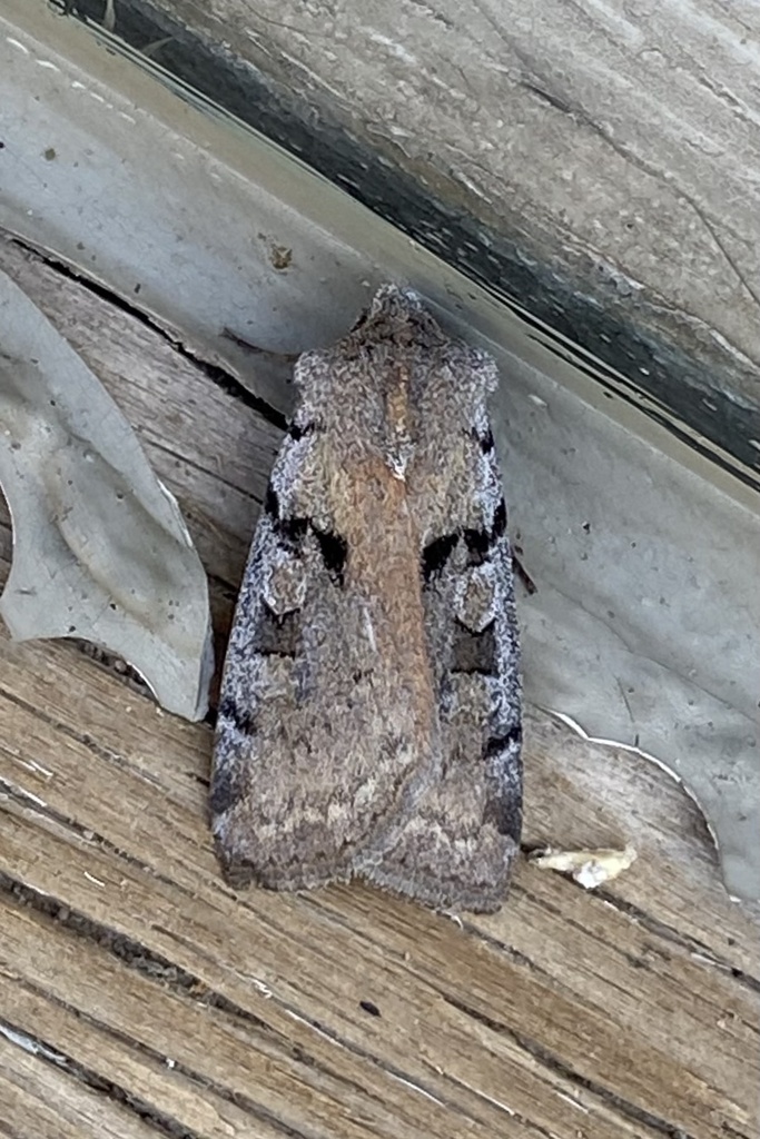 Richia parentalis