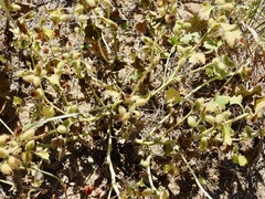 Xanthium orientale