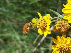 Bombyliinae