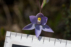 Thelymitra nuda