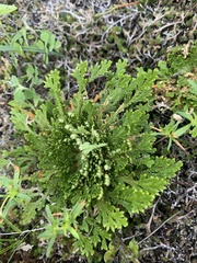 Selaginella