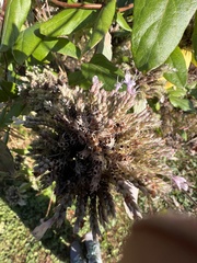 Pycnanthemum incanum