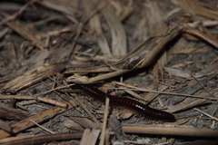 Leptogoniulus sorornus