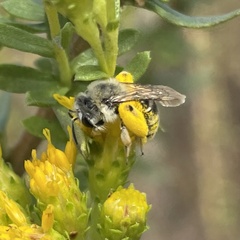 Andrena isocomae