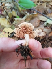 Inocybe