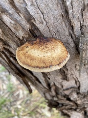 Hexagonia vesparia