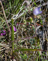 Thelymitra nuda