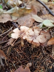 Inocybe