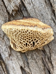 Hexagonia vesparia
