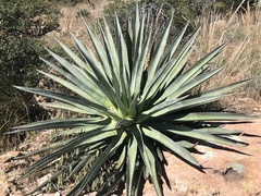 Agave