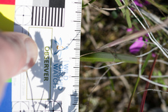 Thelymitra nuda
