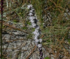 Liatris chapmanii