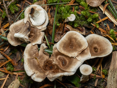 Phellodon tomentosus