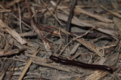 Leptogoniulus sorornus