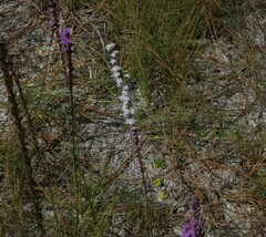 Liatris chapmanii