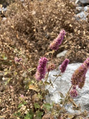 Agastache