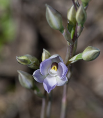 Thelymitra nuda