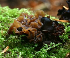 Phaeotremella
