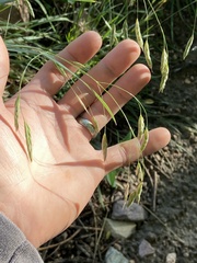 Bromus japonicus