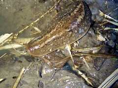 Phyllocaulis soleiformis