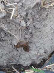 Phyllocaulis soleiformis