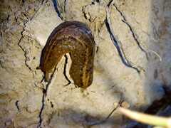 Phyllocaulis soleiformis