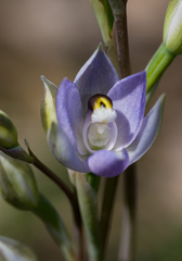 Thelymitra nuda