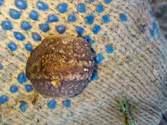 Phyllocaulis soleiformis